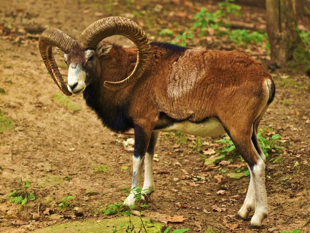 Mouflon