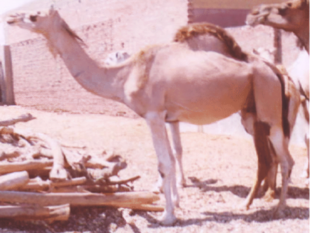 Mowalled camel