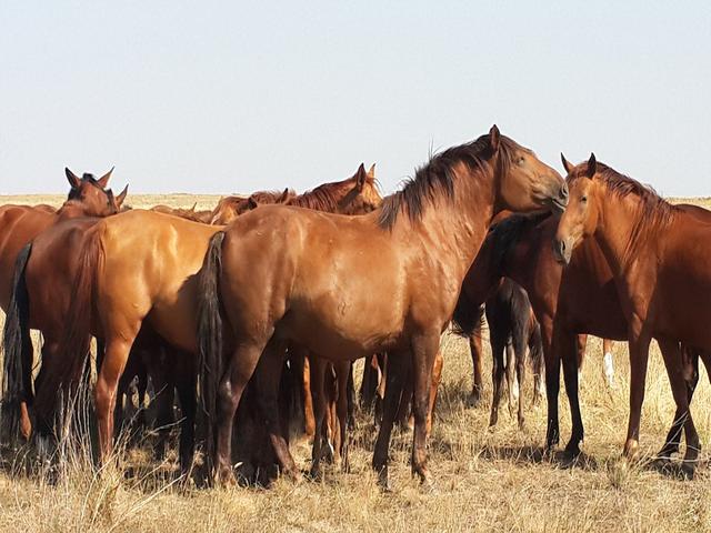 Mugalzhar horse