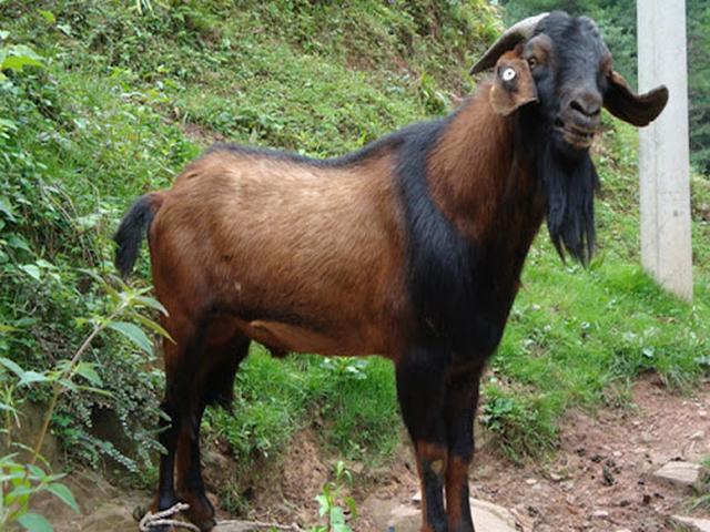 Nanjiang Yellow goats