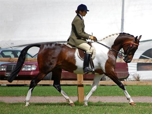 National Show Horse