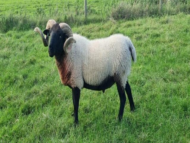 Norfolk horn sheep