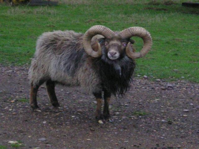 North Ronaldsay sheep