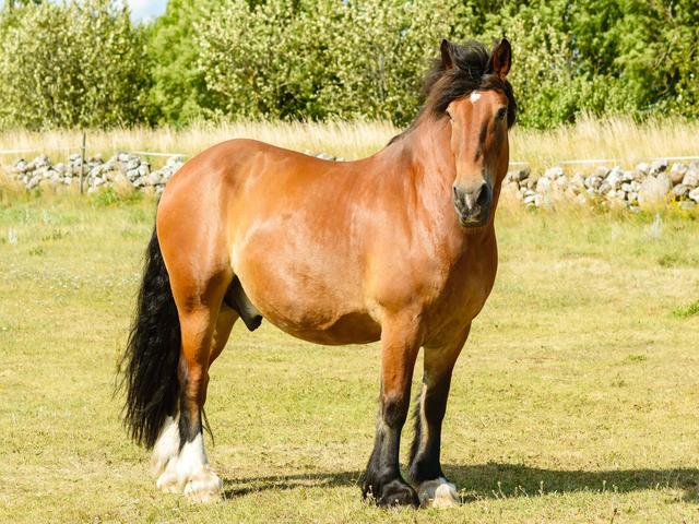 North Swedish horse