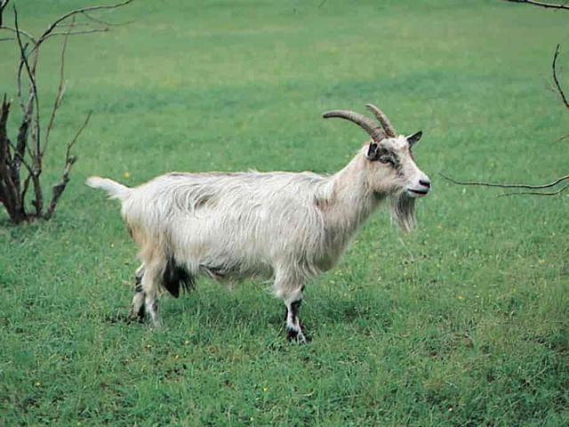 Norwegian dairy goat