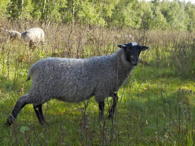 Norwegian pelt sheep