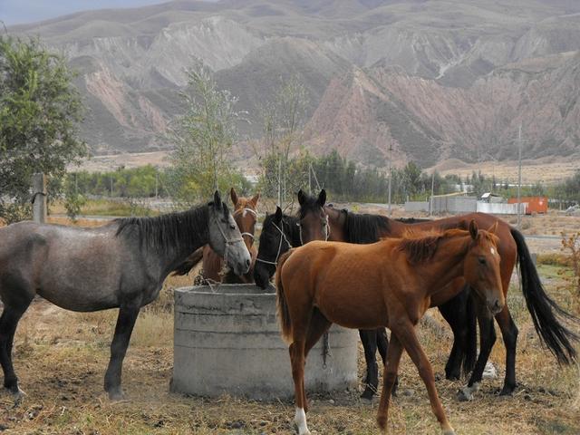 Novokirghiz horse