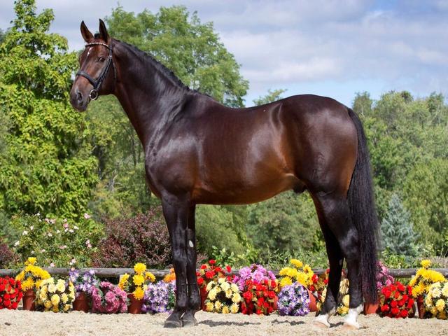 Oldenburg horse