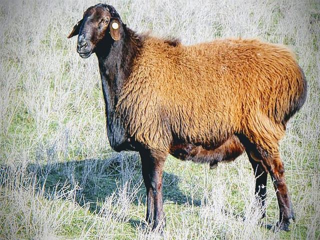Ordabasy sheep
