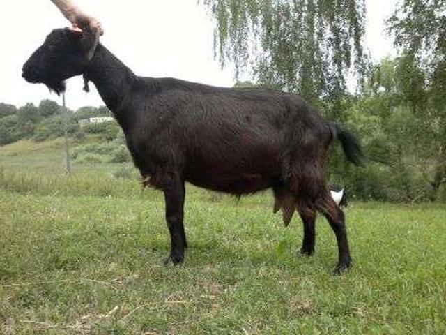 Oryol black goats