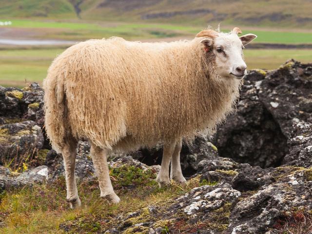 Icelandic sheep