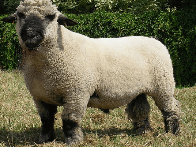 Oxford Down sheep