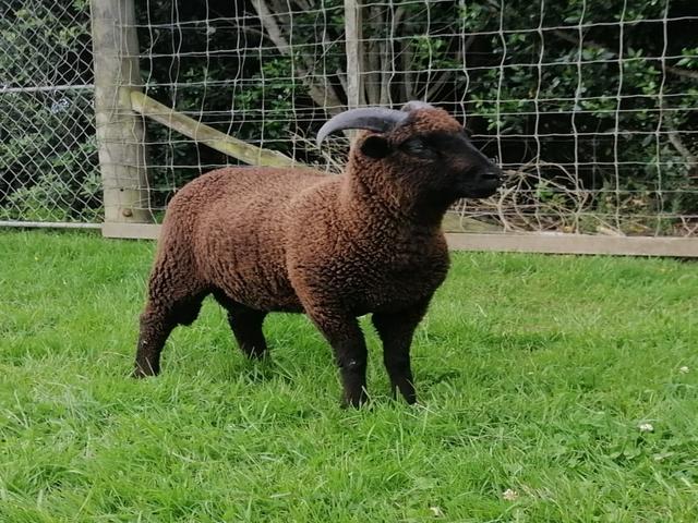 Pitt Island sheep