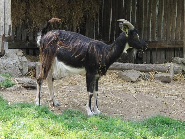 Poitou goats