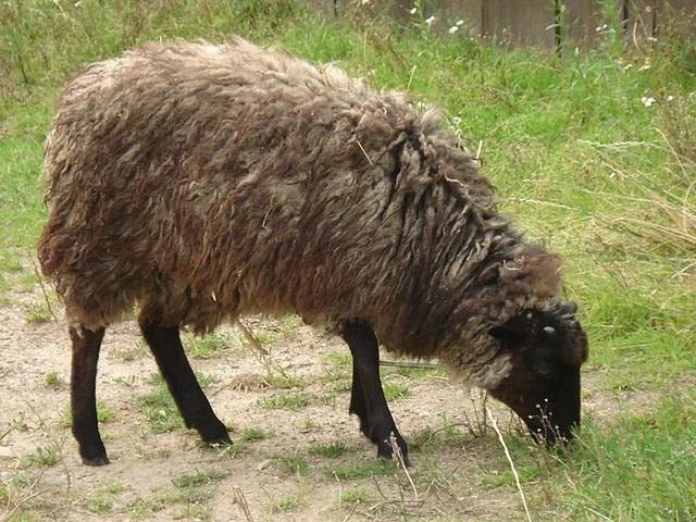 Polish Heath sheep