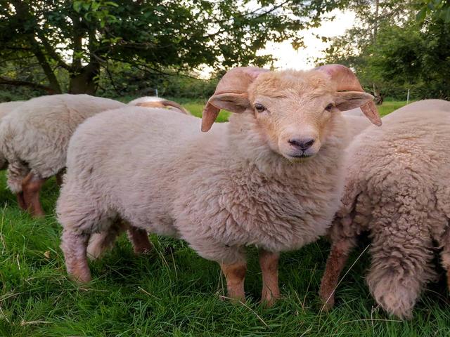 Portland sheep