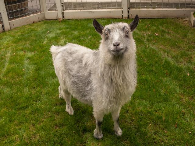 Pygora goat