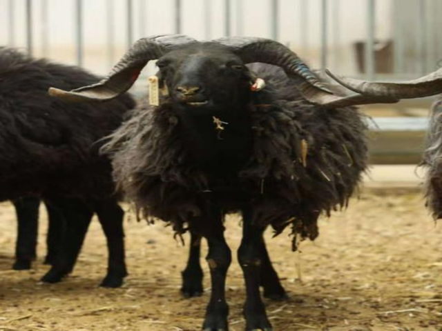 Qinghai-Tibetan black sheep