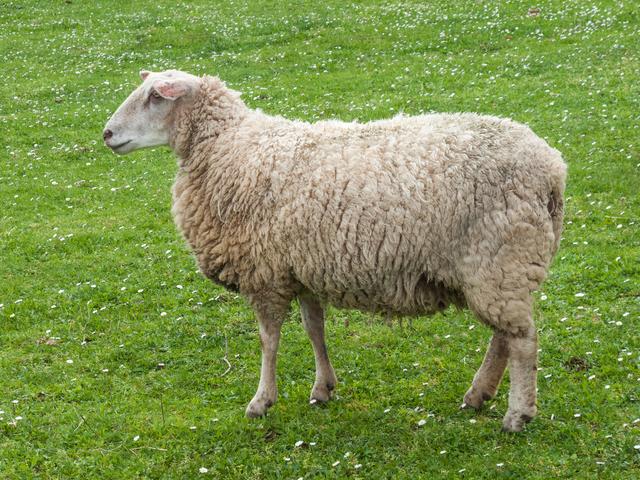 Rasa Aragonesa sheep