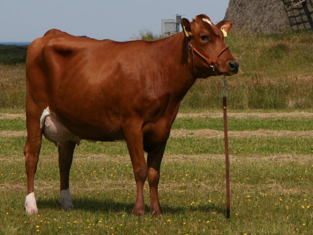 डेनिश लाल गाय