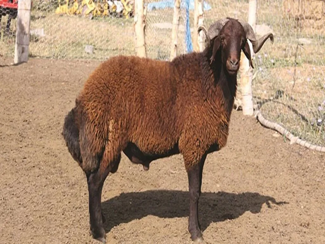 Red Karaman sheep