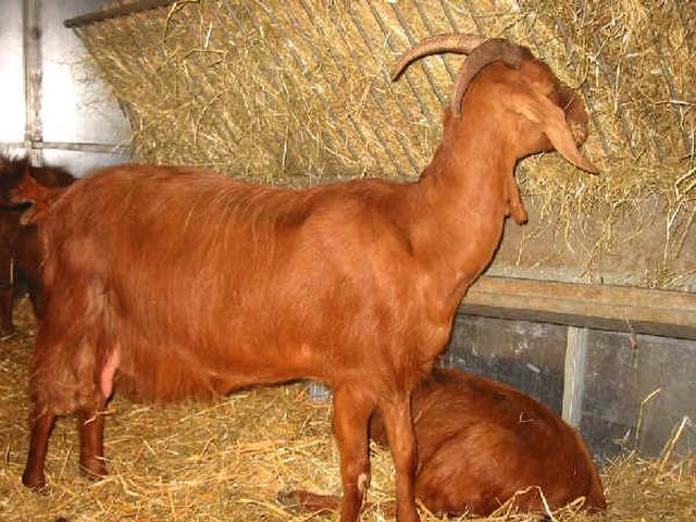 Red Mediterranean goat