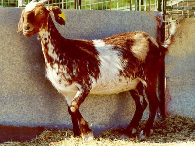 Red Pied goat