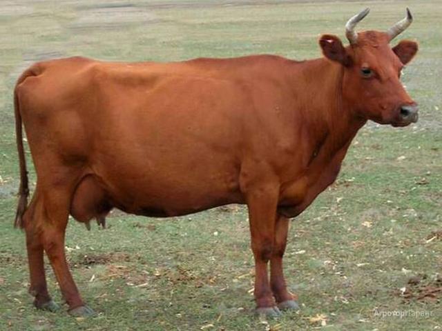 लाल степीय गाय