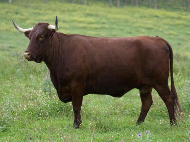 Retinta cattle