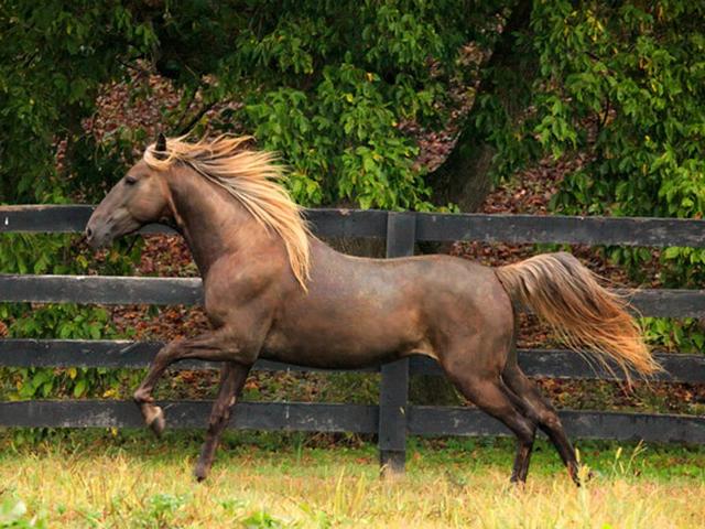 Rocky Mountain Horse