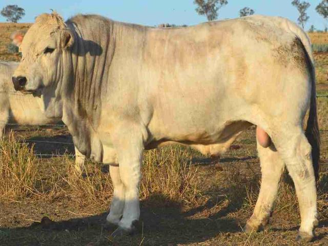 Romagnola cattle