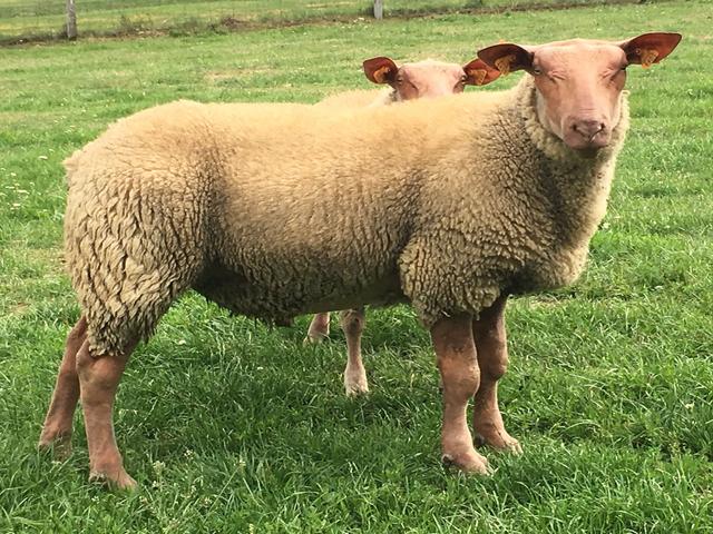 Rouge de l’Ouest sheep