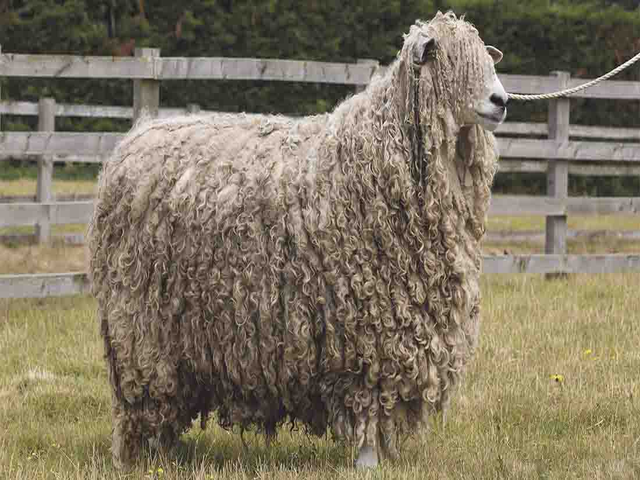 Russian Longwool sheep