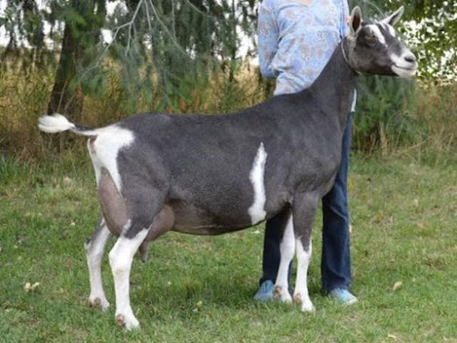 Sable Saanen goat