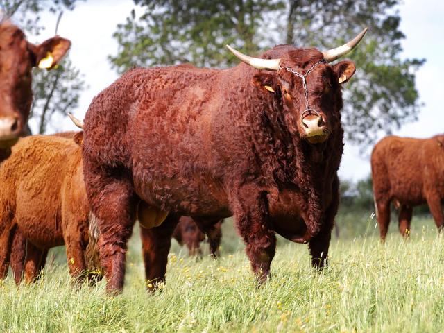 Salers cattle