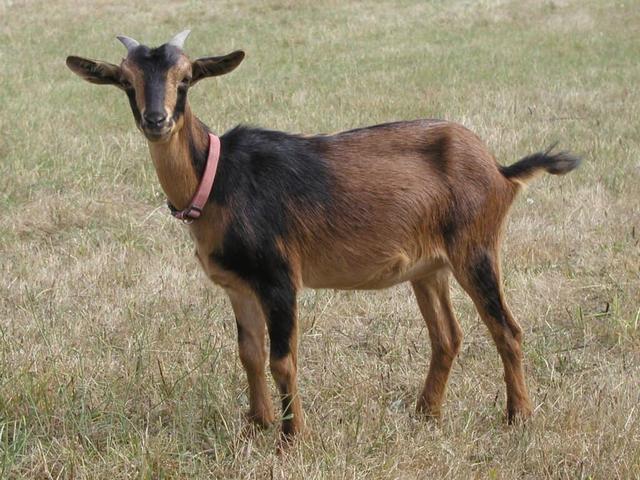 San-Clemente Island goats