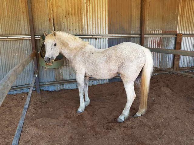 Sandalwood Pony