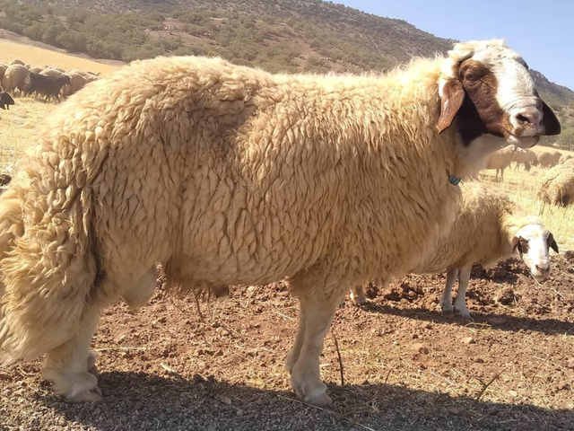 Sanjabi sheep