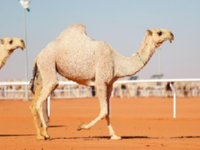 Shagah camel