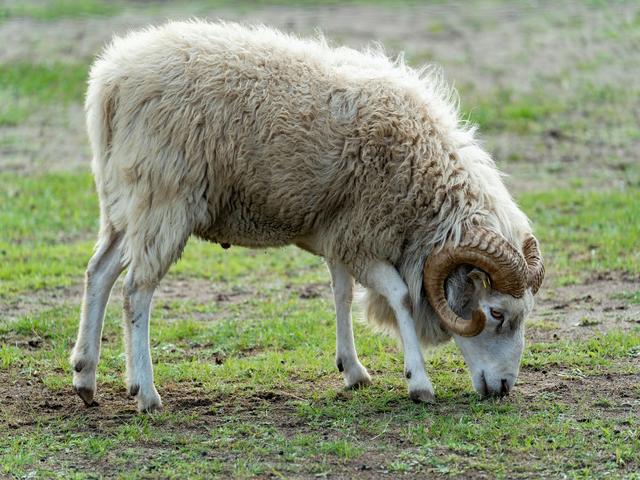 Skudde sheep