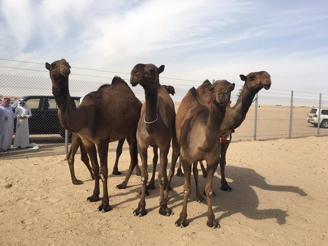 Sofor camel