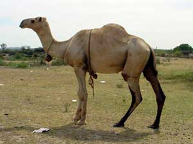 Somali camel