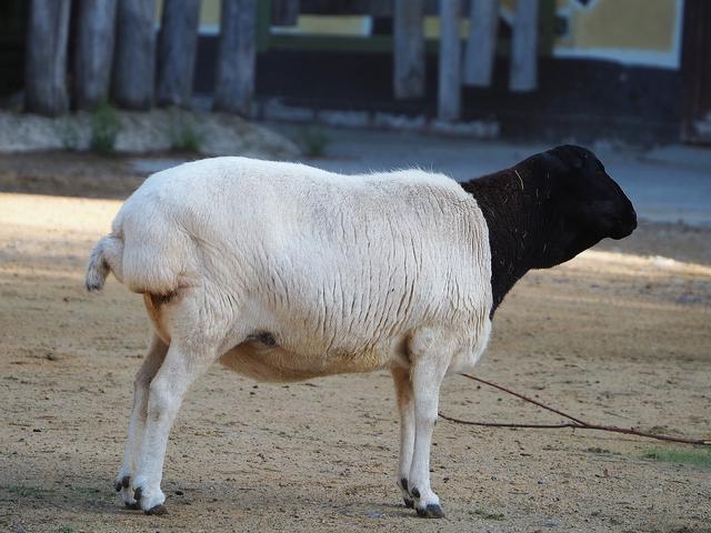 Somali sheep
