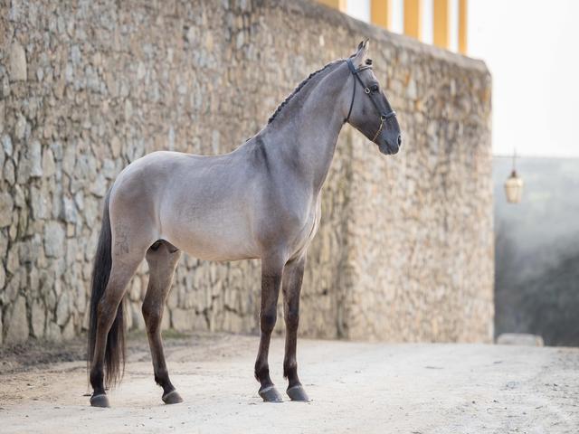 Sorraia horse