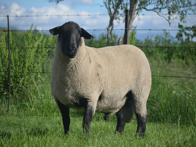 South Suffolk sheep