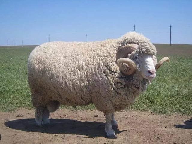 South-Ural sheep