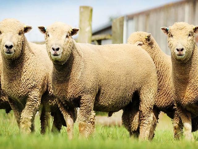Southdown sheep