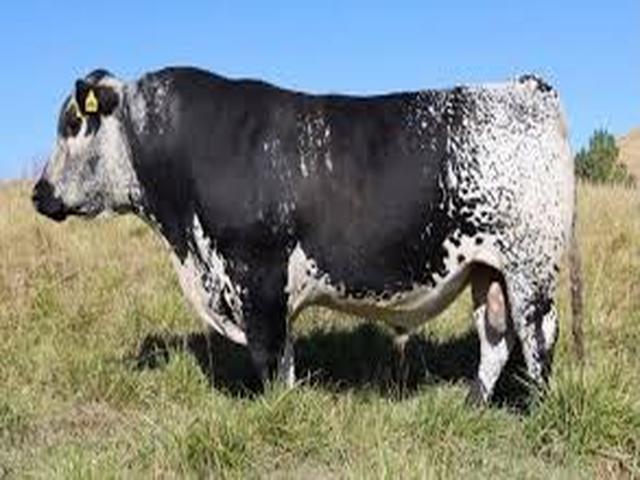 Speckle Park cattle