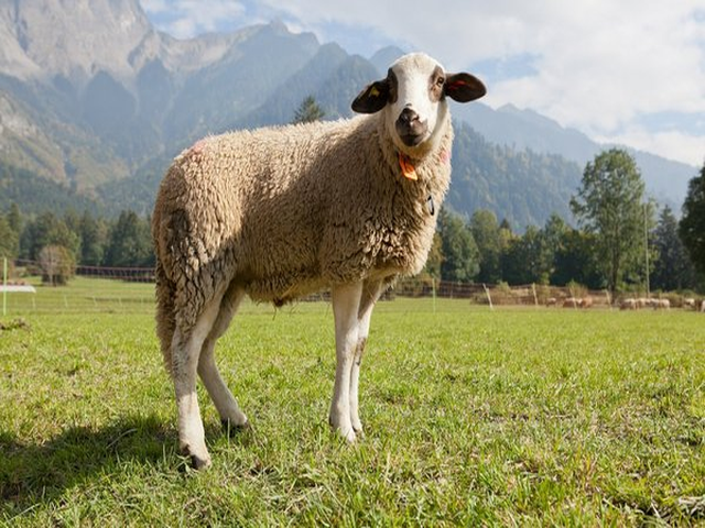 Spiegel sheep