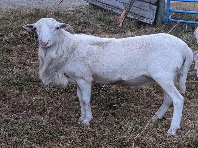 St. Croix sheep